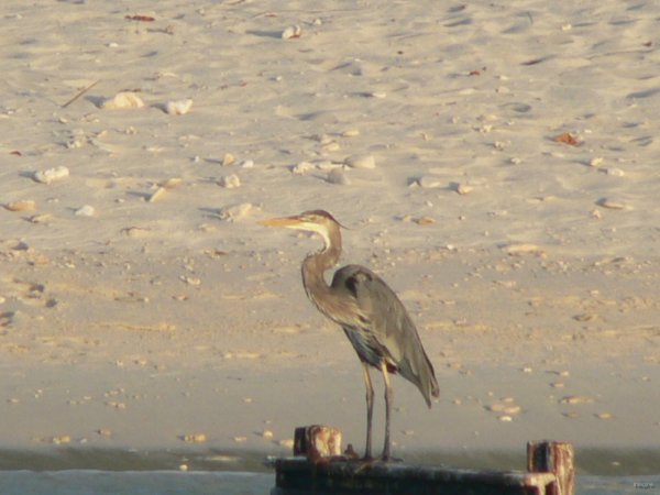 54- Grand heron sur la plage 